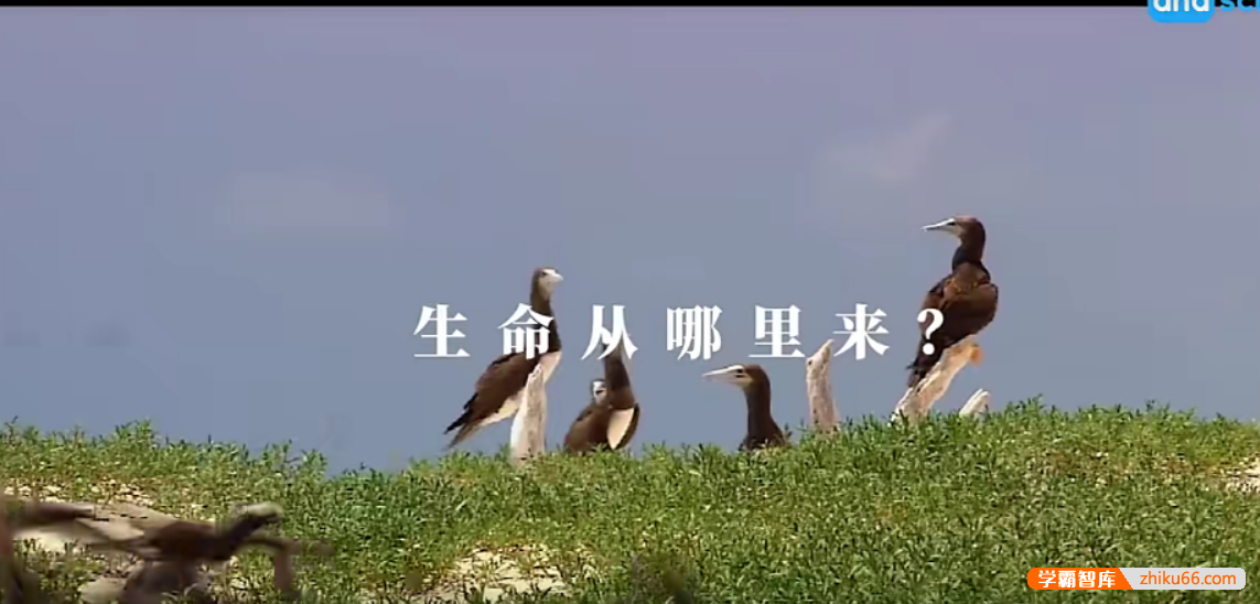 【芝麻学社】ahashool生命教育课-教孩子科学看待死亡珍爱生命