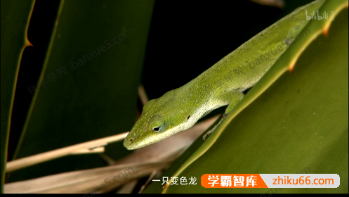 科普益智儿童动画《野生动物宝宝》全80集