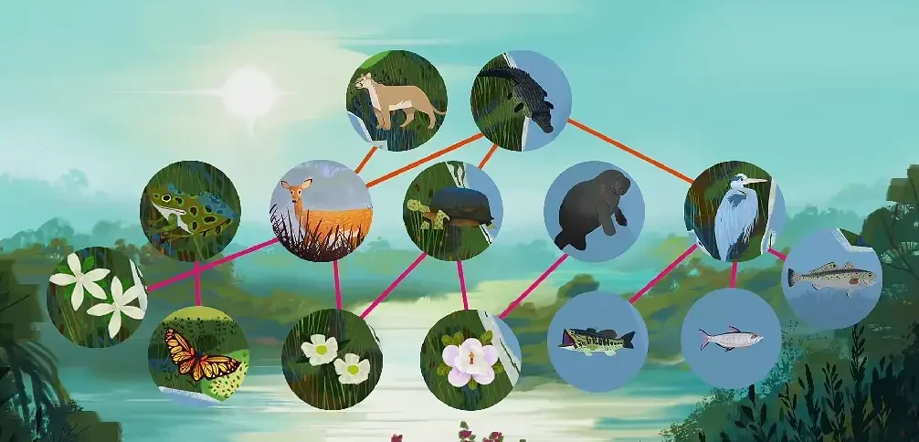 TED-ed系列科普动画《了不起的自然 Awesome Nature》