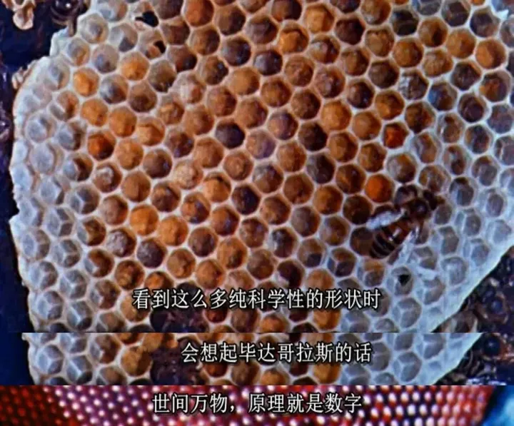 不看后悔的数理化动画片,寓教于乐,比补课强100倍