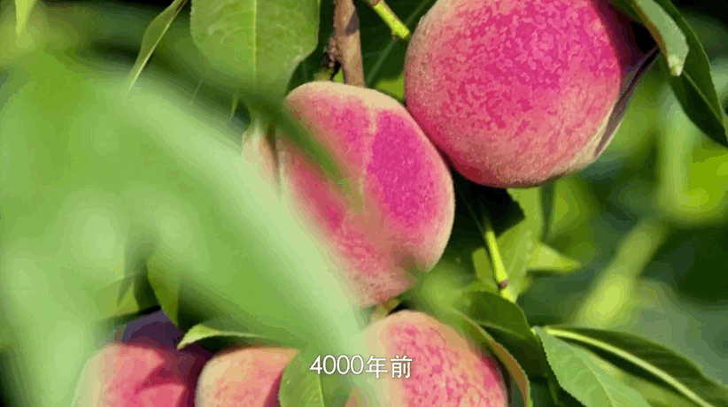 纪录片_纪录片《中国》_纪录片最全的网站