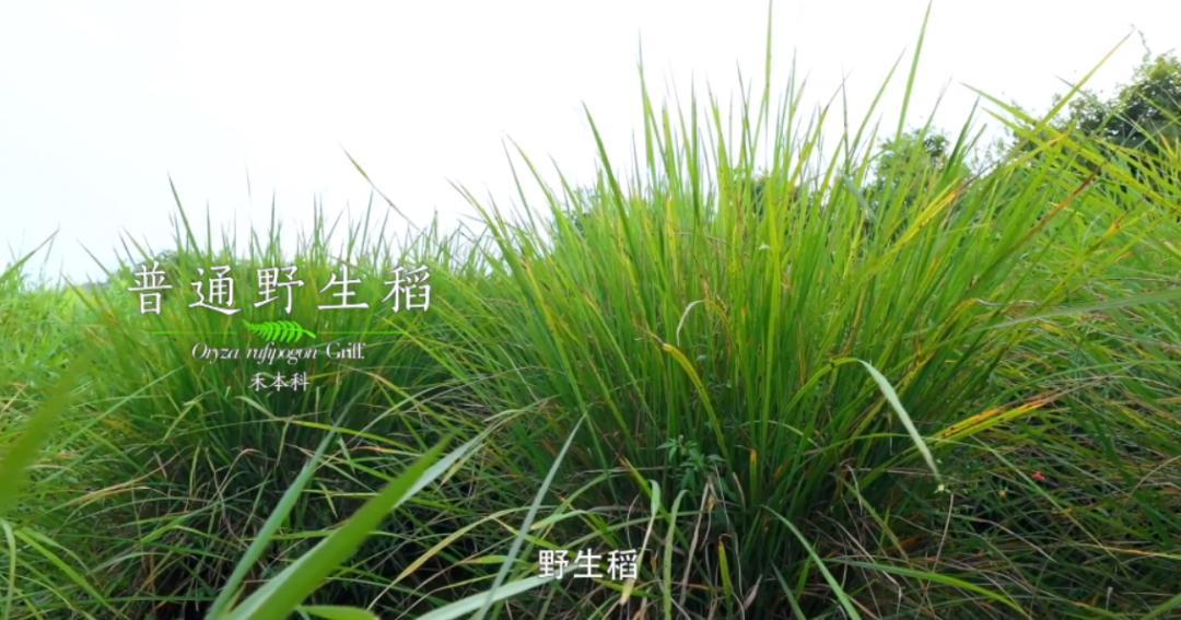 纪录片最全的网站_纪录片《中国》_纪录片