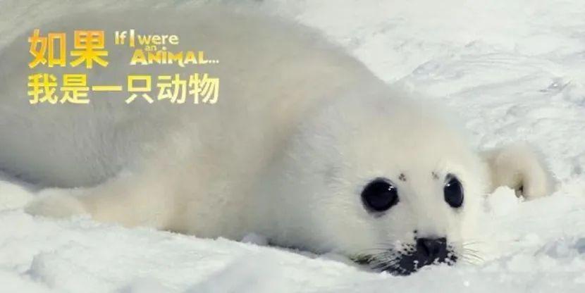 高中生必看生物纪录片_适合高中学生看的生物纪录片_适合高中生物课看的纪录片