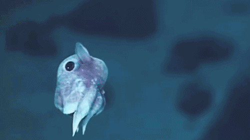 适合高中生物课看的纪录片_高中生必看生物纪录片_适合高中学生看的生物纪录片