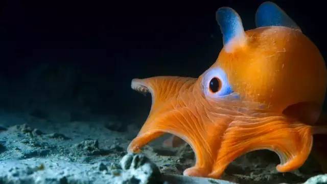 适合高中学生看的生物纪录片_高中生必看生物纪录片_适合高中生物课看的纪录片