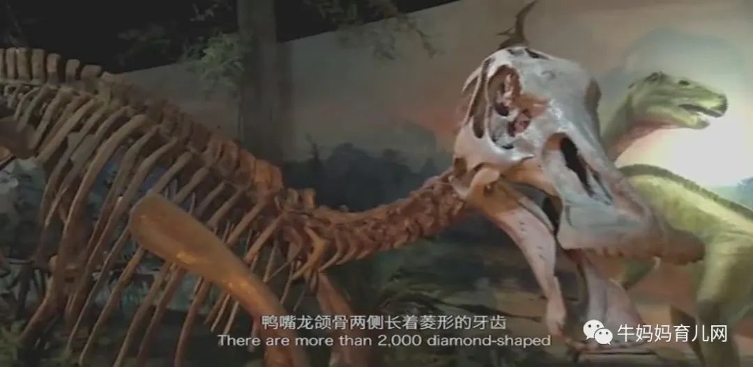 12集《探秘恐龙世界》中英双语纪录片,让孩子走进未知新世界