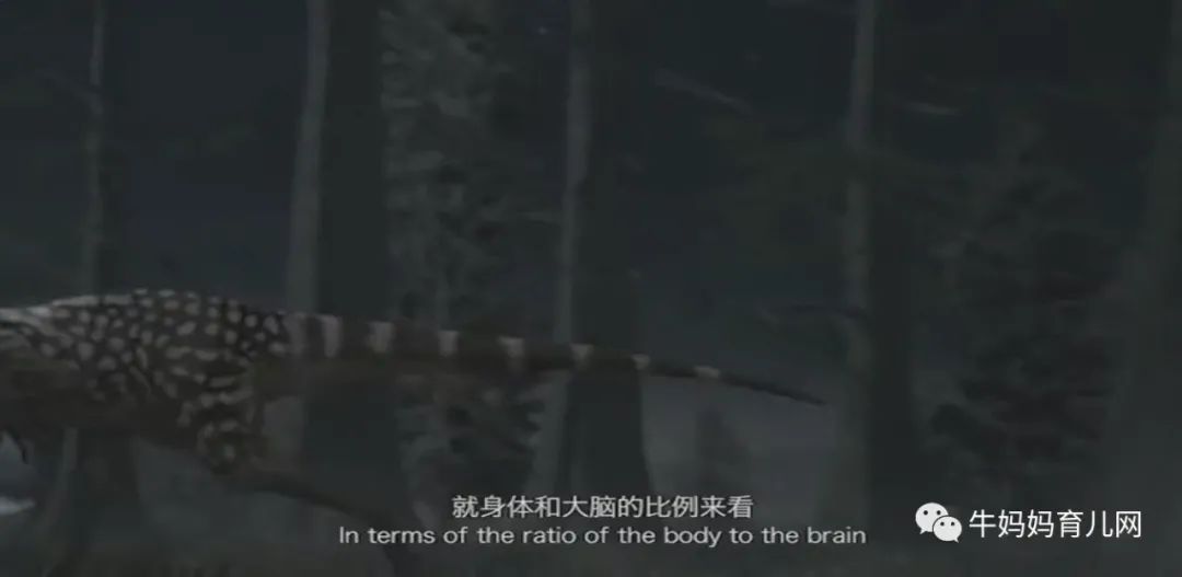 12集《探秘恐龙世界》中英双语纪录片,让孩子走进未知新世界