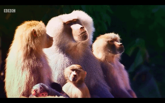 BBC儿童动物园喜剧《The Zoo》(1+2季),激活孩子英语学习潜能