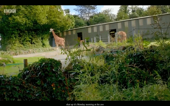 BBC儿童动物园喜剧《The Zoo》(1+2季),激活孩子英语学习潜能