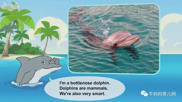 英文动画片《Meet the Animals》认识动物 英语启蒙 全集（阿里云盘）