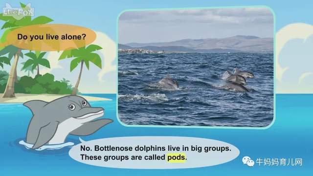 英文动画片《Meet the Animals》认识动物 英语启蒙 全集（阿里云盘）