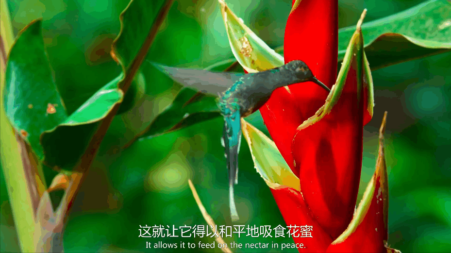 豆瓣9.5,强烈推荐,BBC 优质纪录片《小小世界》Tiny World