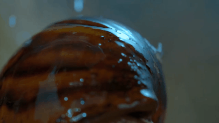 豆瓣9.5,强烈推荐,BBC 优质纪录片《小小世界》Tiny World