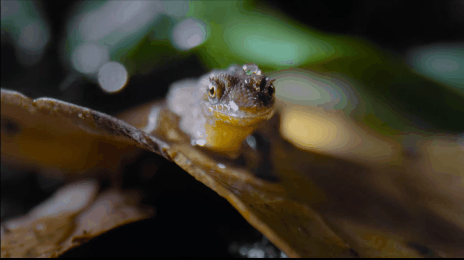 豆瓣9.5,强烈推荐,BBC 优质纪录片《小小世界》Tiny World