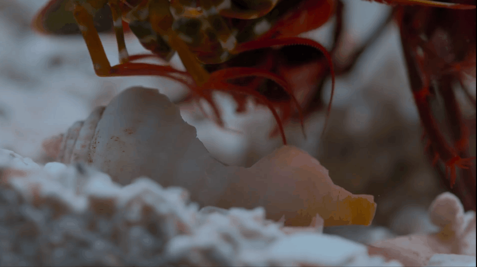 豆瓣9.5,强烈推荐,BBC 优质纪录片《小小世界》Tiny World