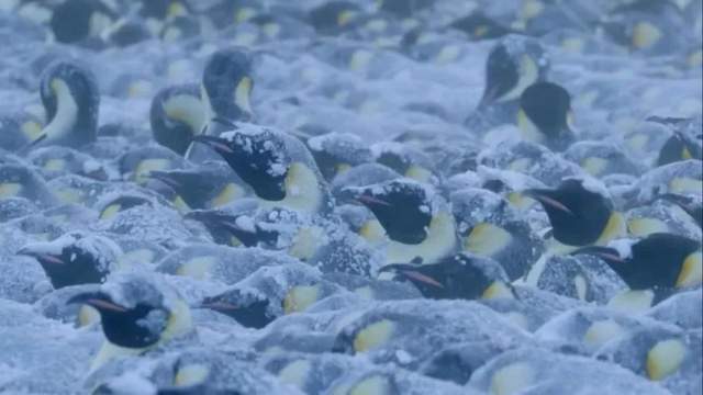 BBC超燃纪录片《王朝》，堪称自然界“权力的游戏”
