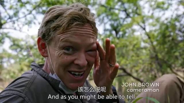 BBC超燃纪录片《王朝》，堪称自然界“权力的游戏”