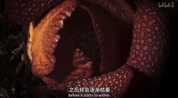 纪录片《绿色星球》:豆瓣9.8分,每一帧都惊艳
